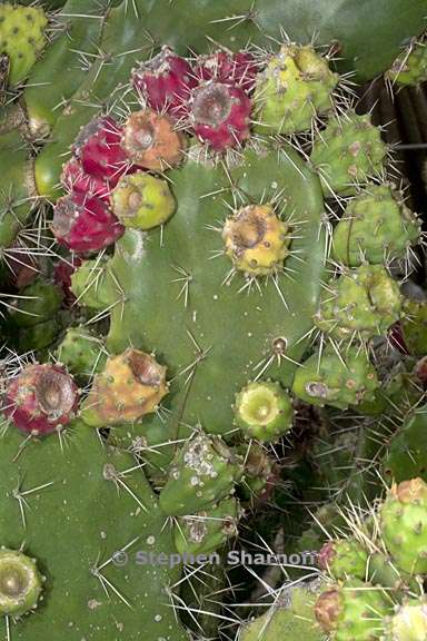 opuntia elatior 1 graphic